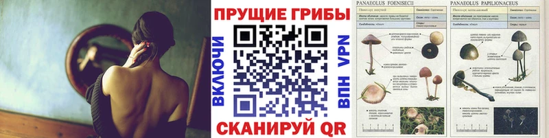 Галлюциногенные грибы Psilocybine cubensis  цены   Орск 